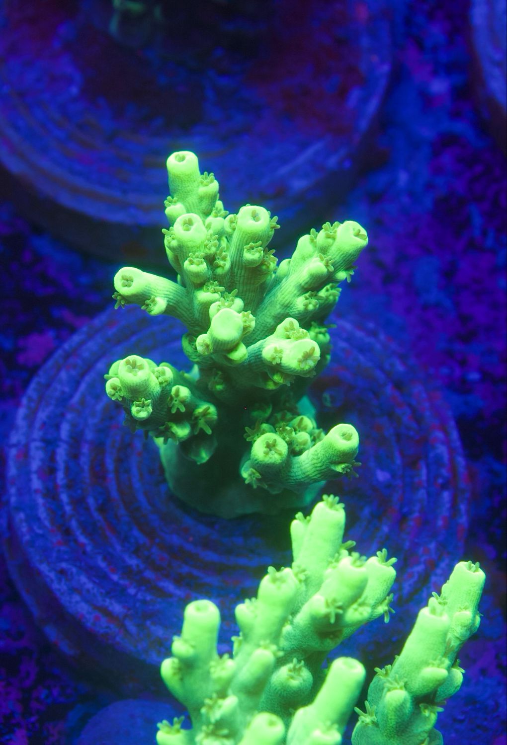 MR Acropora Aculeus
