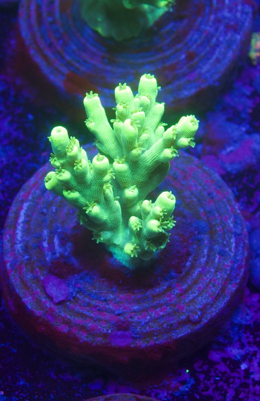 MR Acropora Aculeus