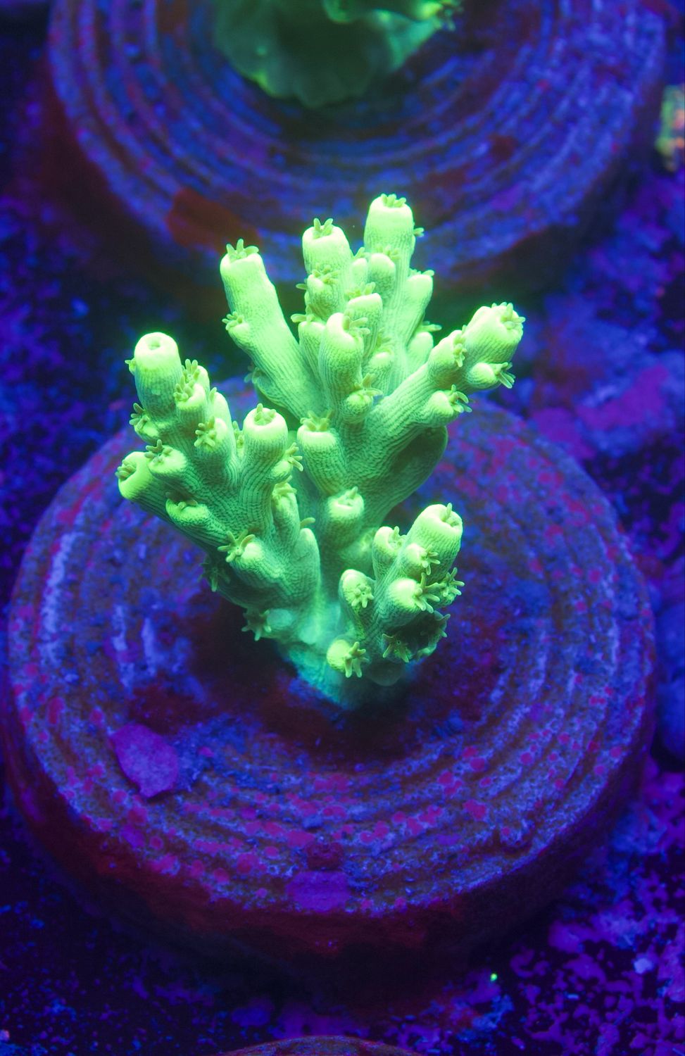 MR Acropora Aculeus