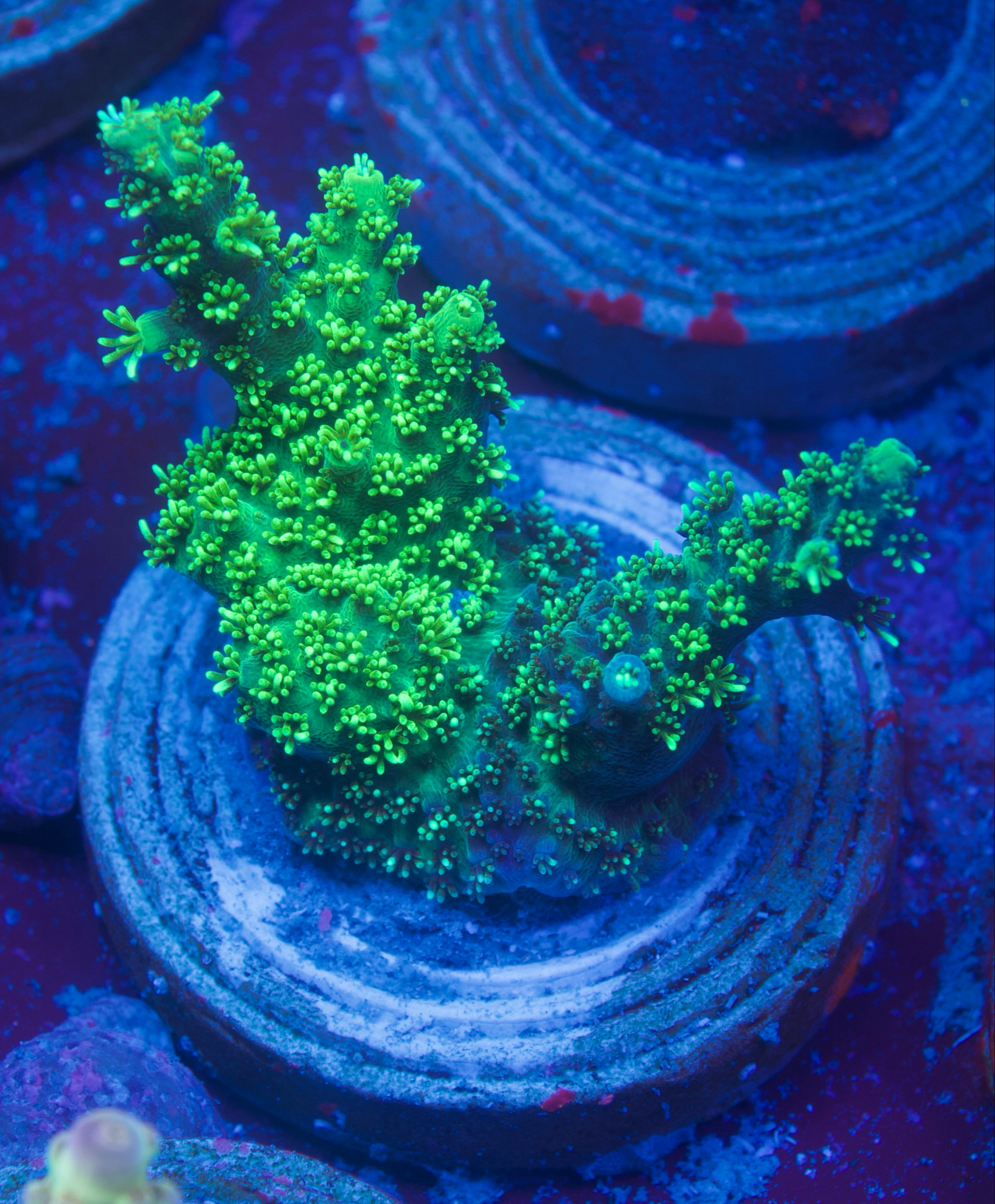 25 Ableger Frags inkl. Versand