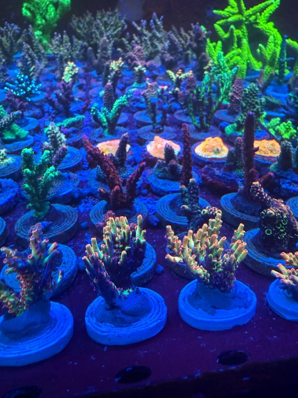 25 Ableger Frags inkl. Versand