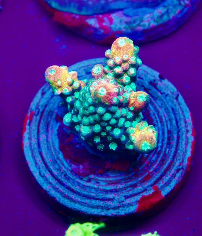 MR Humilis Rainbow MR Humilis Rainbow