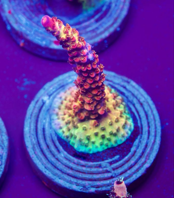 MR PC Rainbow MR PC Rainbow