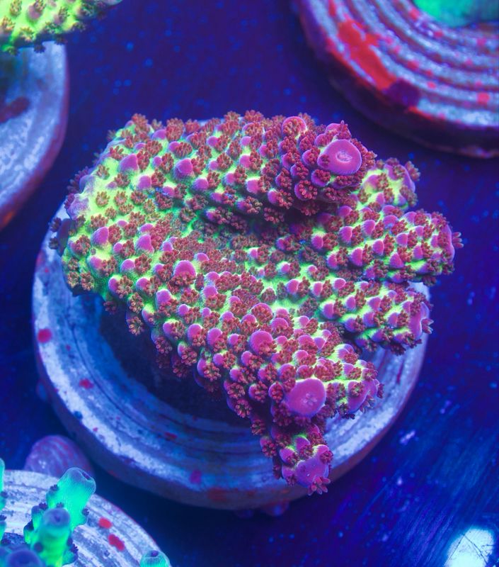 MR Purple Spot MR Purple Spot