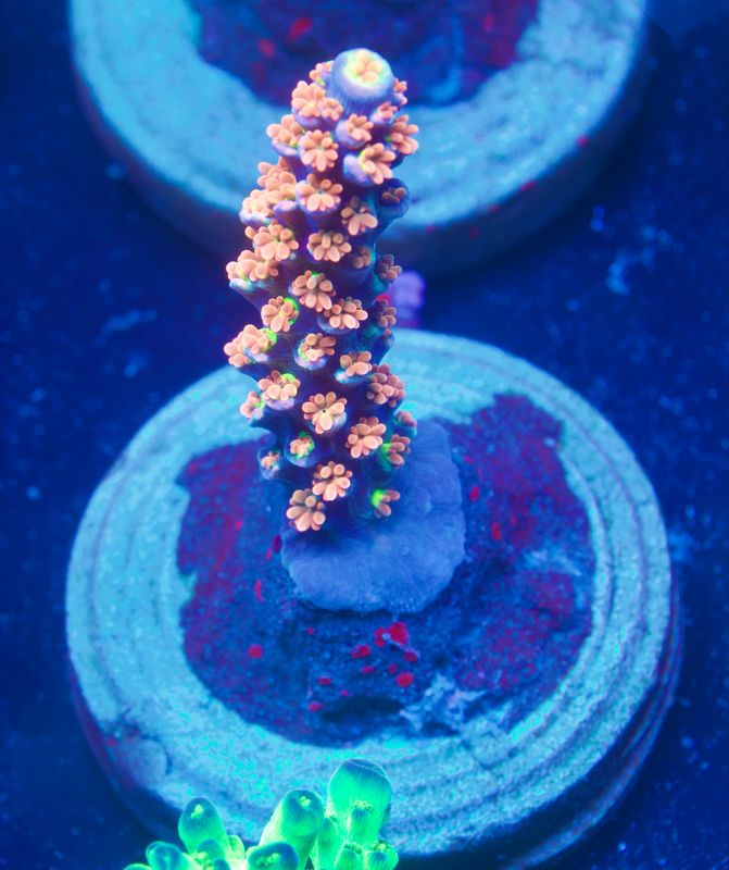 MR Pink Passion MR Pink Passion