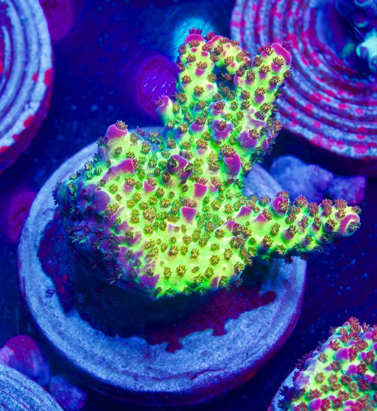 MR Purple Spot MR Purple Spot