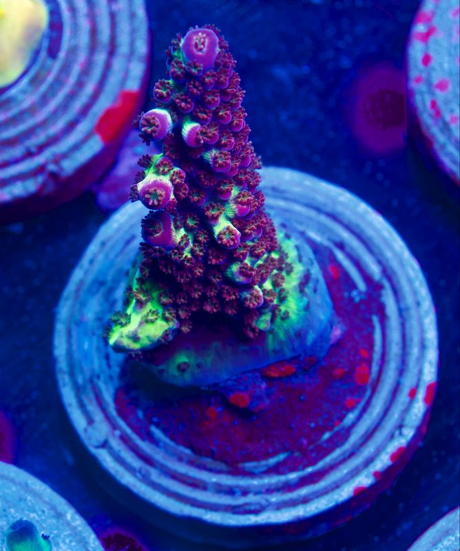 MR Purple Spot MR Purple Spot