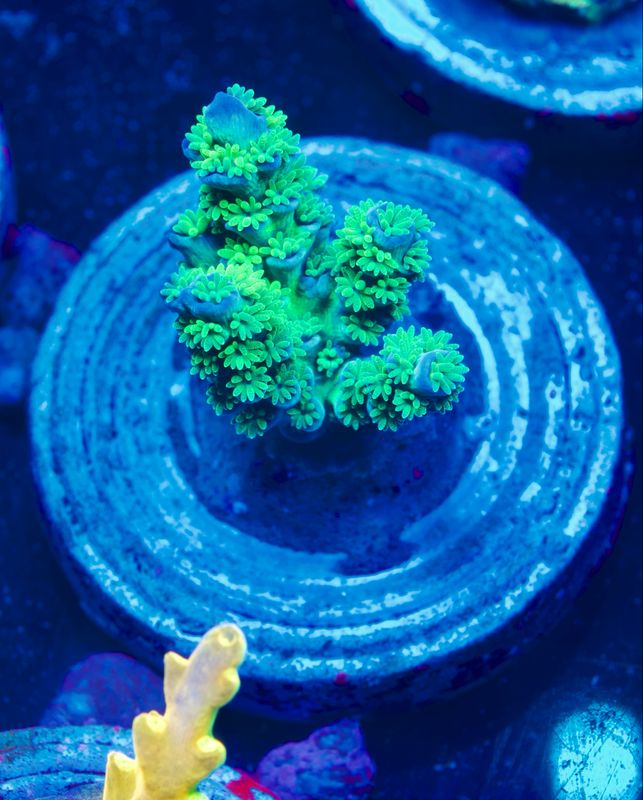 MR Green Monster Tenuis