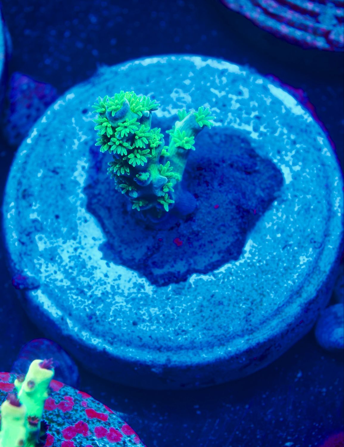 MR Green Monster Tenuis