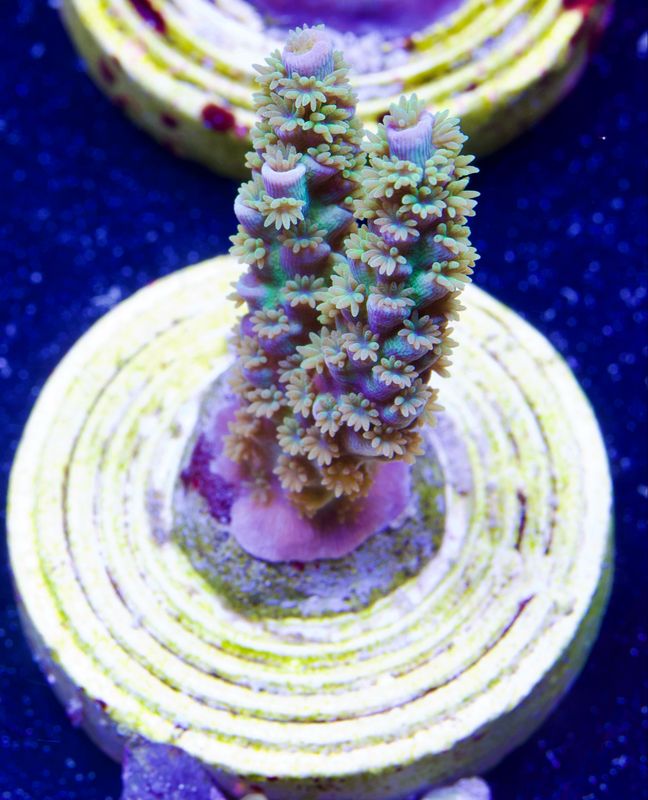 MR Green Monster Tenuis