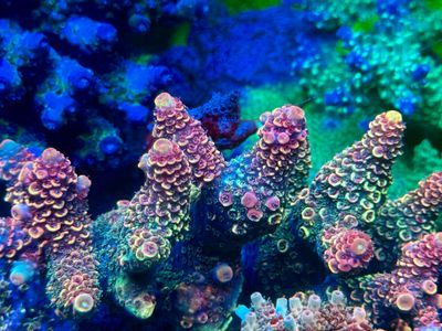 MR Acropora Tenuis Rainbow