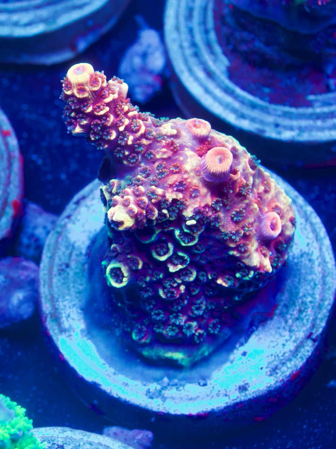 MR Spatulata Rainbow