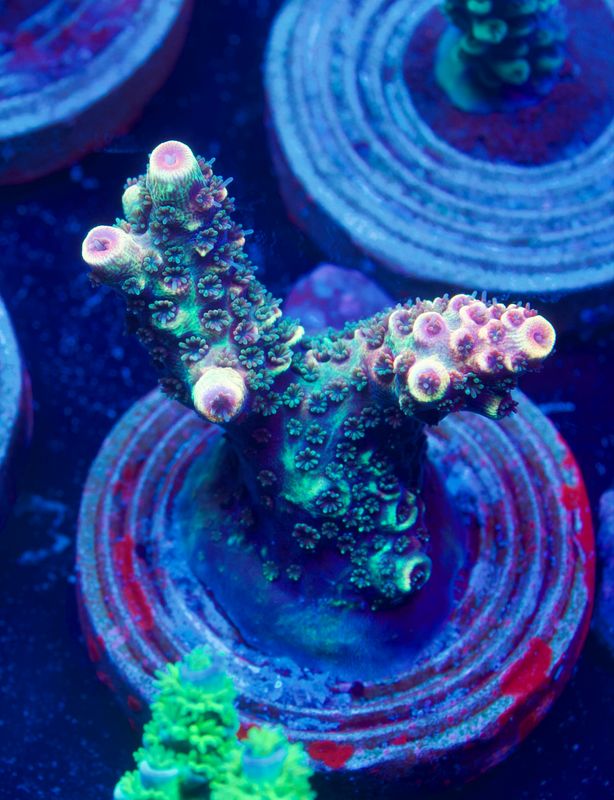 MR Spatulata Rainbow