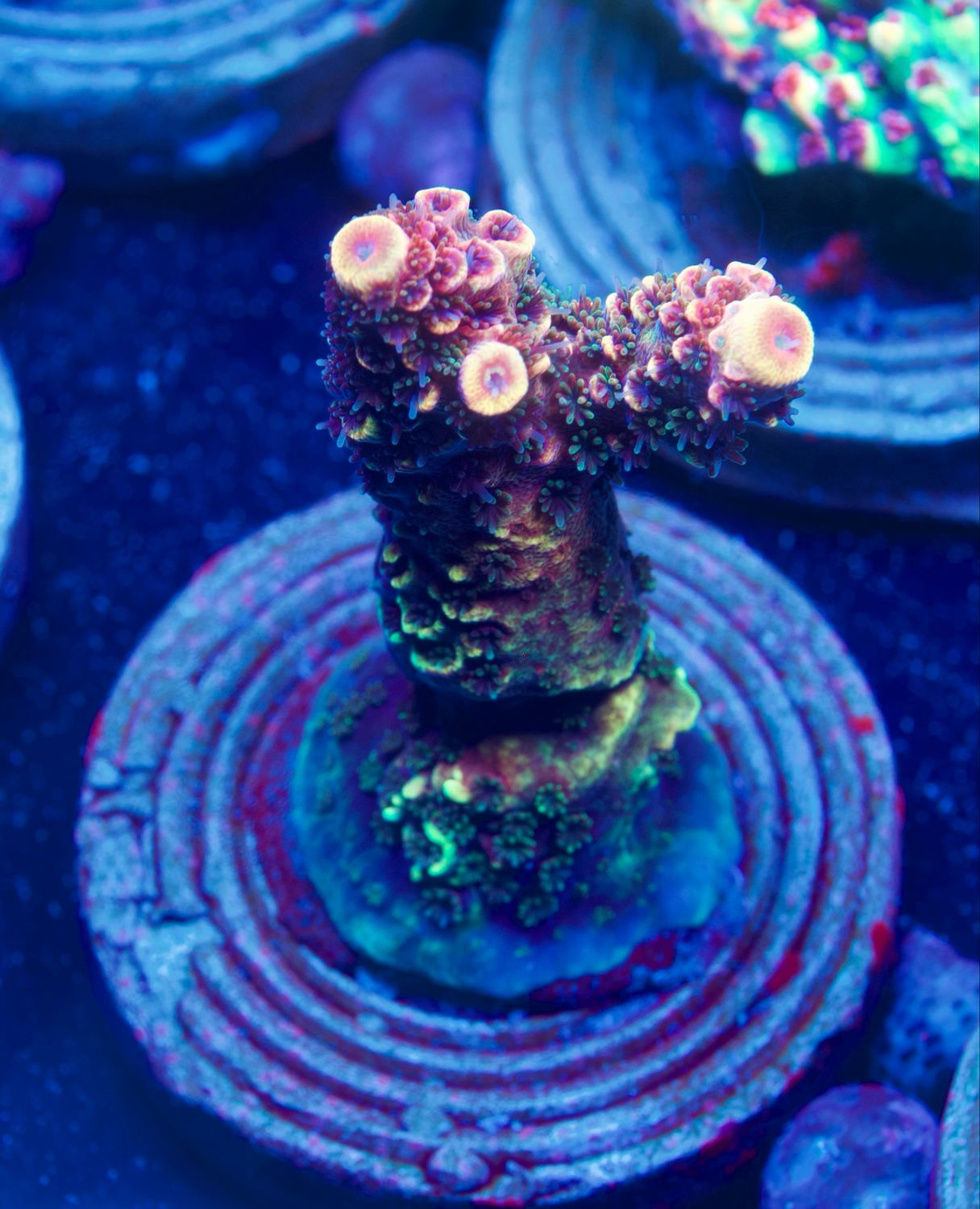 MR Spatulata Rainbow