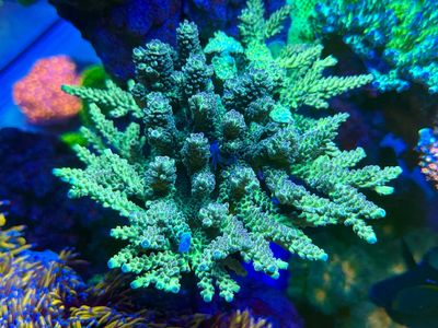 MR golden Acro blue Tips