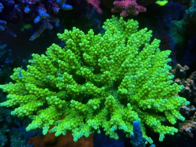 MR Acropora Radio Activ