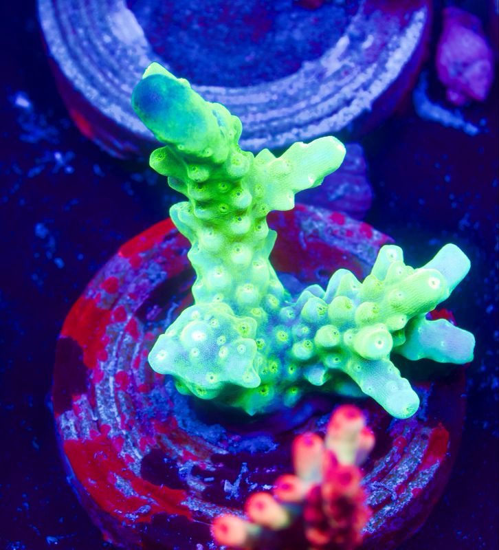 Acropora Radio Activ