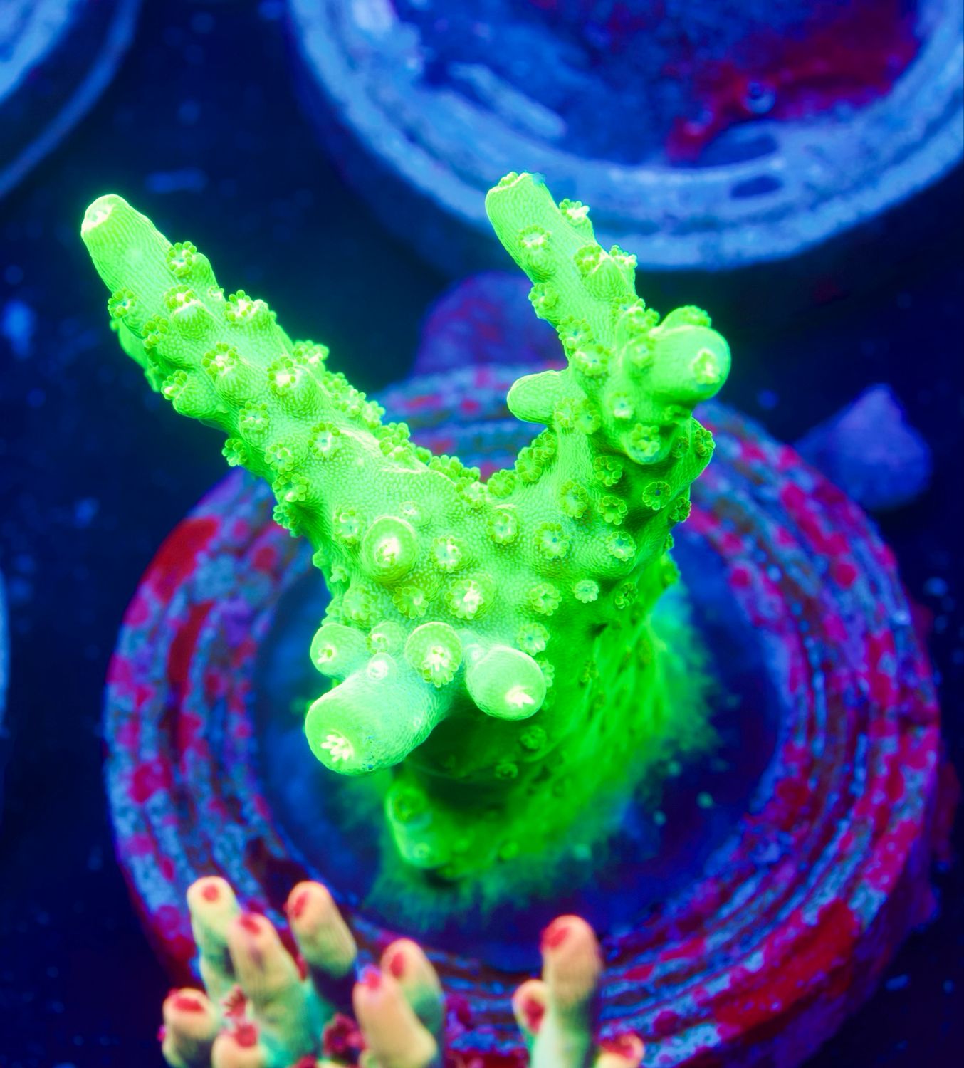 Acropora Radio Activ