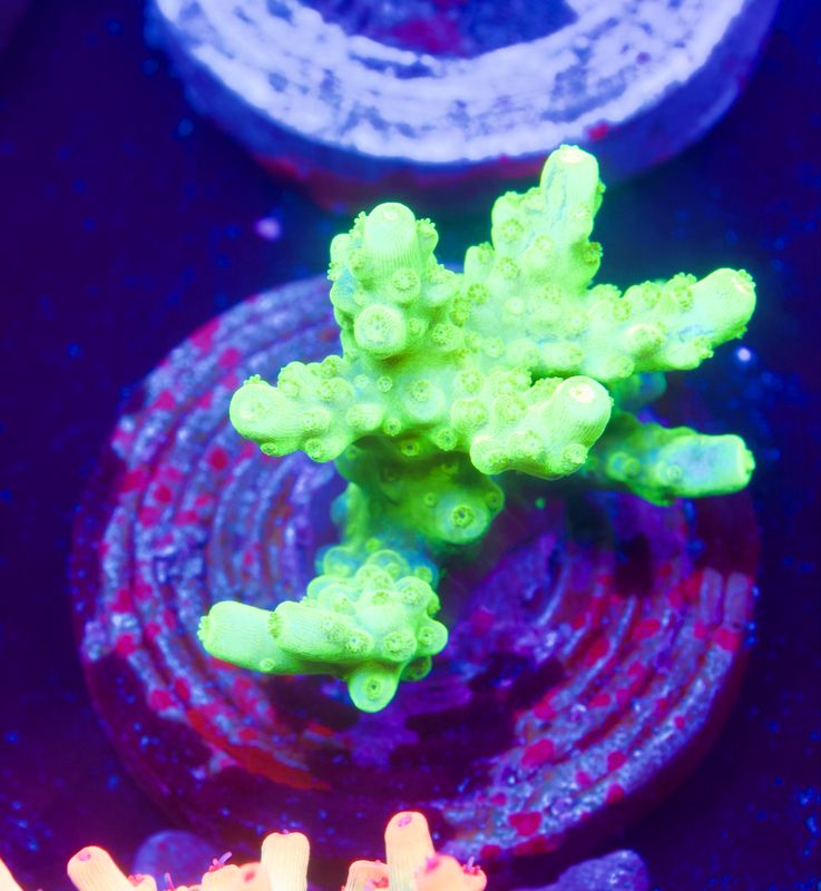 Acropora Radio Activ