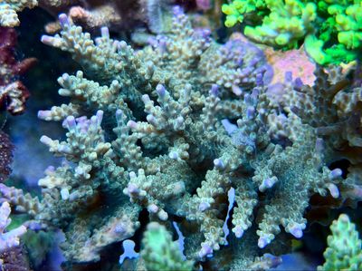 MR Acropora Tricolor