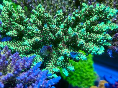 MR Yellow Tips Purple Polyps Table