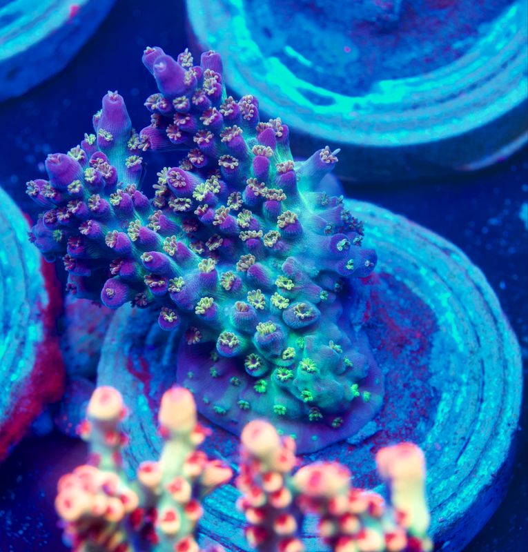 MR Purple Fire MR Purple Fire