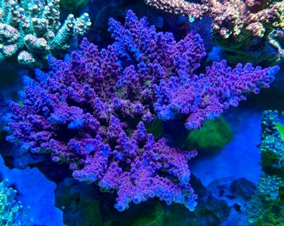 Acropora Yellow Tips