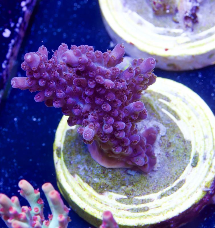 MR Purple Fire MR Purple Fire