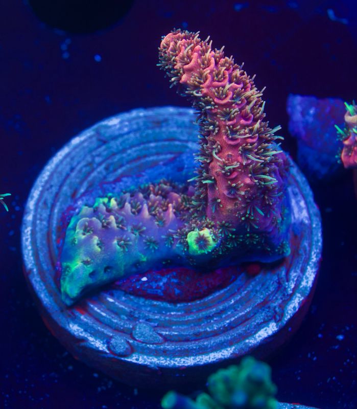 Acropora Millepora Red