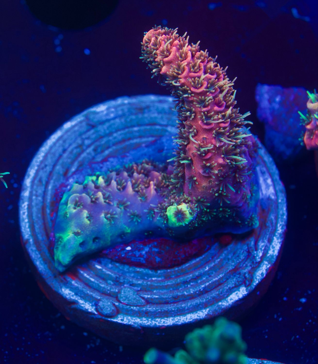 Acropora Millepora Red