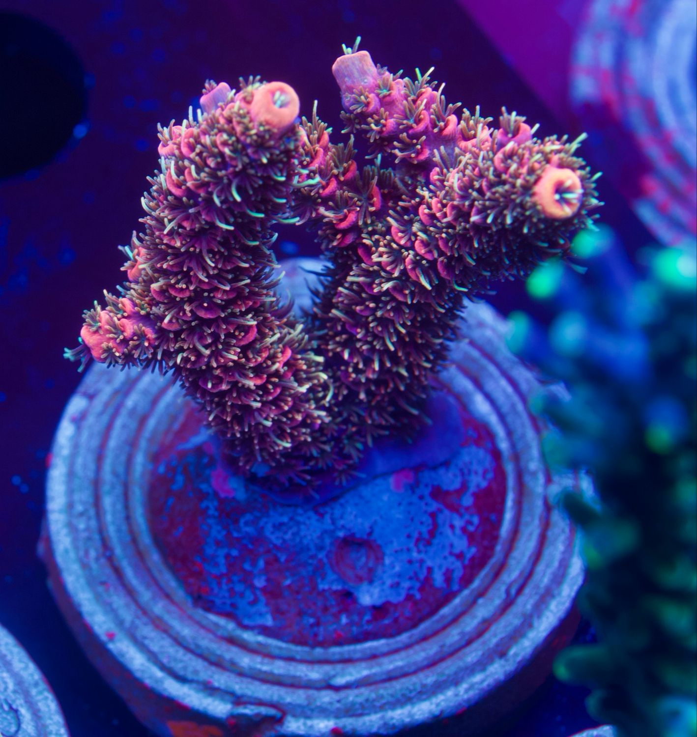 Acropora Millepora Red