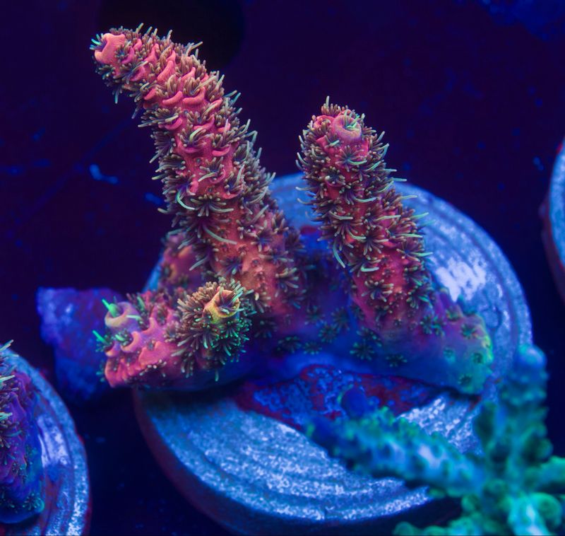 Acropora Millepora Red