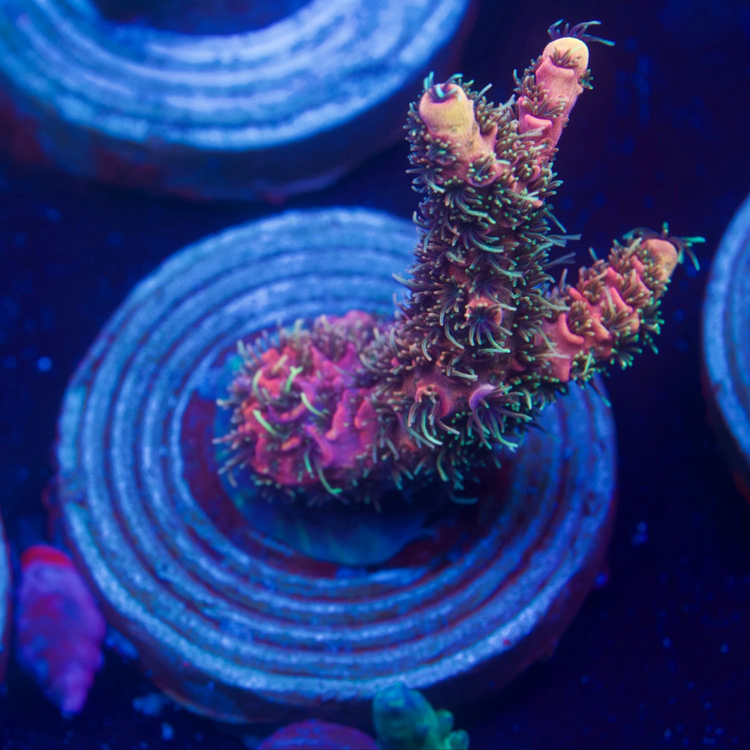 Acropora Millepora Red