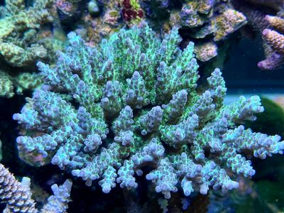 MR Green Purple Acro