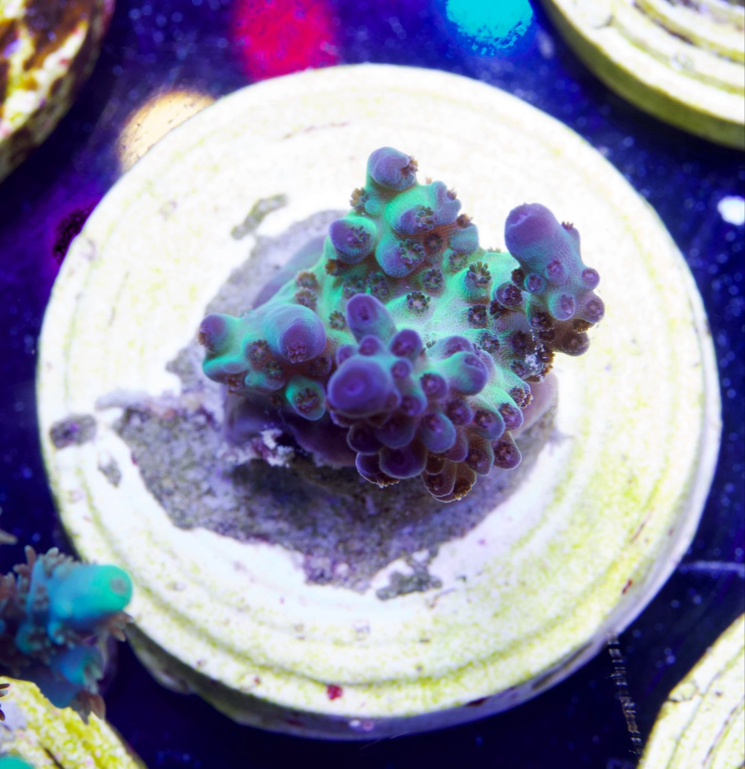 MR Green Turquoise Acro