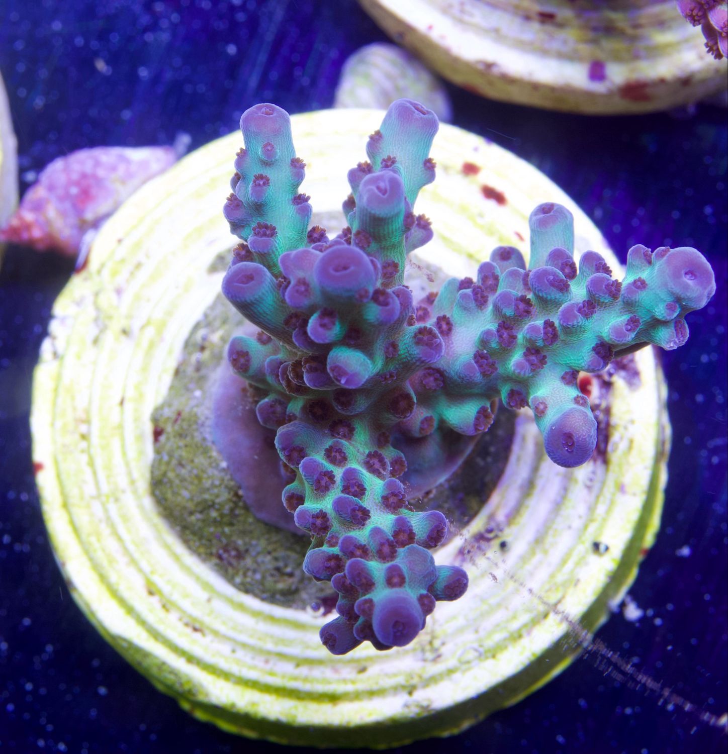 MR Green Turquoise Acro