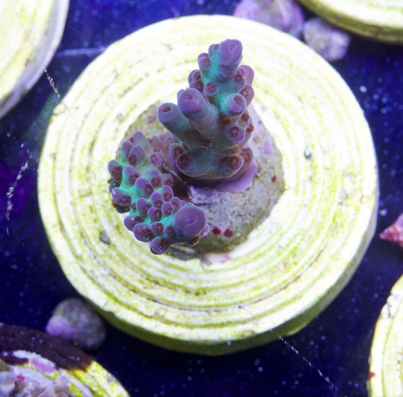 MR Green Turquoise Acro MR Green Turquoise Acro