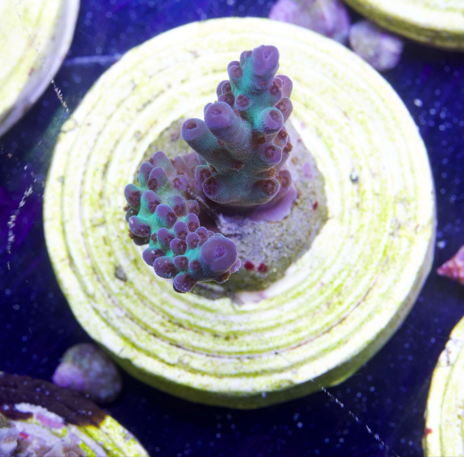 MR Green Turquoise Acro