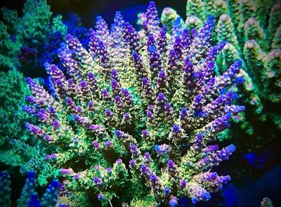 Acropora Tri Color V2