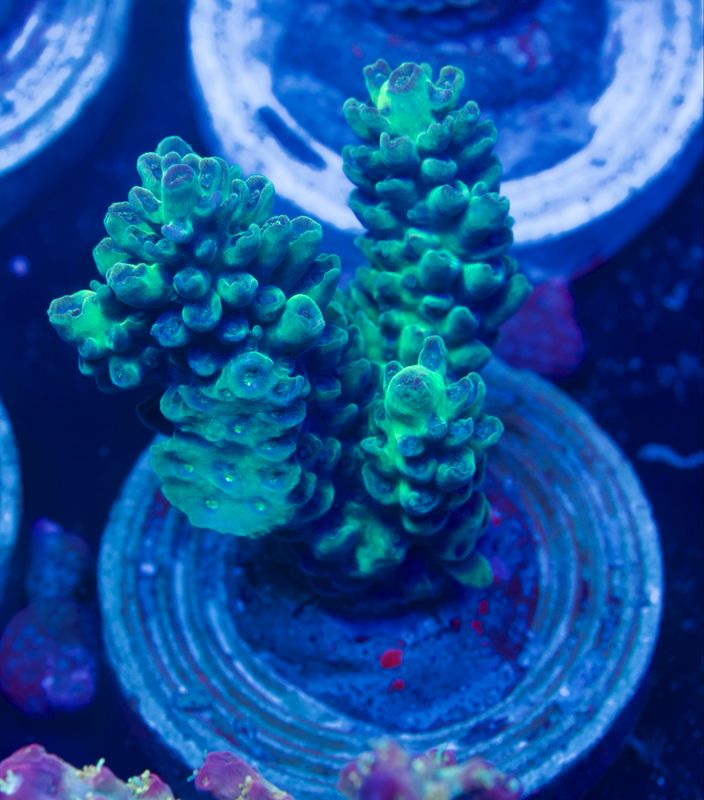 MR Acropora Poison Ivy