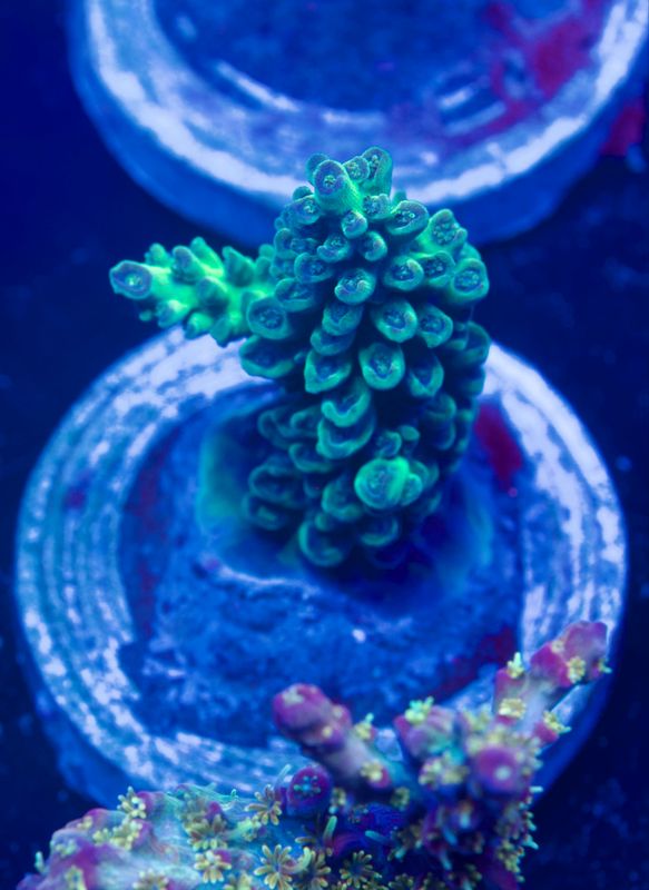 MR Acropora Poison Ivy