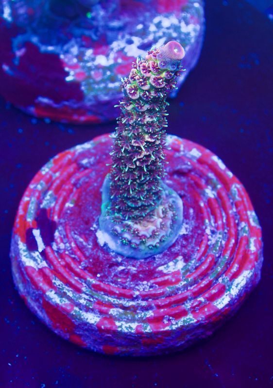 MR Super Mille MR Super Mille