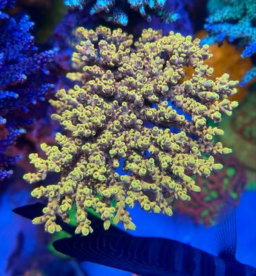 MR Tenuis Rainbow blue Tips