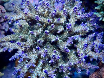 Acropora Valida