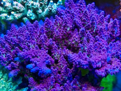 Acropora Yellow Tips