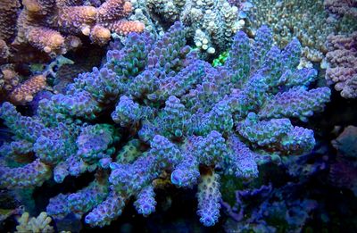 MR Acropora Blue Star