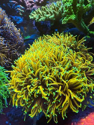 Cyphastrea Meteor Shower