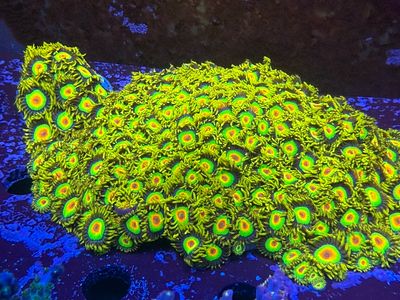 Rastafari Zoas