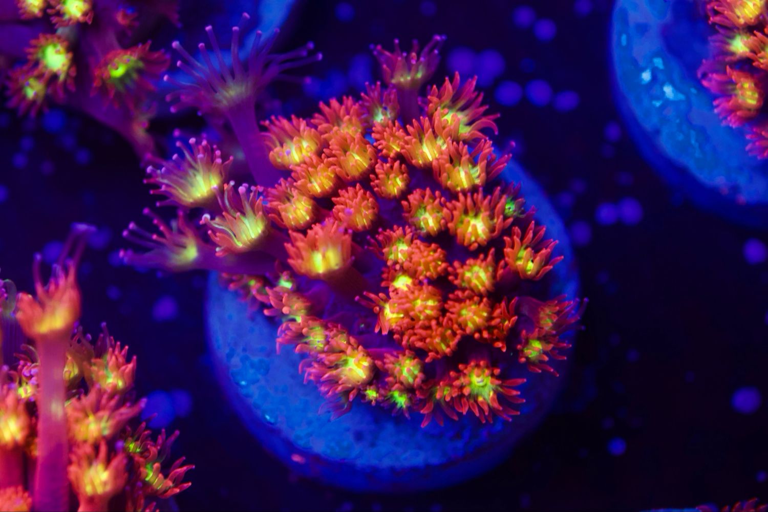 L Frag Bernadopora Yellow Center