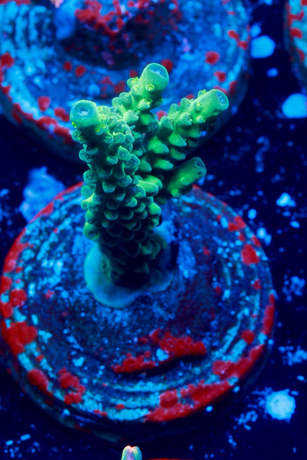 MR Green Aussie